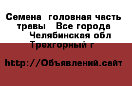 Семена (головная часть))) травы - Все города  »    . Челябинская обл.,Трехгорный г.